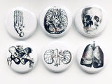 Human Body Anatomy Magnets physician assistant doctor gift skull foot graduation geek button pins kidney lungs party favor greys goth-Art Altered