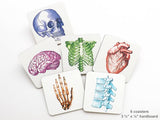 Anatomy Hardboard Drink Coasters Set graduation gift anatomical heart brain medical student party favor stocking stuffer teacher goth skull-Art Altered