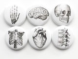 Anatomy Gift 1 tin + six 1.5" magnets or pins anatomical heart skull stocking stuffer party favor-Art Altered