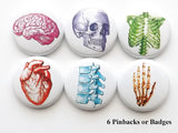 Colorful Anatomy PINBACK BUTTON pins brain anatomical heart skull med student gift graduation-Art Altered