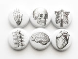 Anatomy Gifts 2 tins + 1 set of six 1" magnets or pins stocking stuffer skull brain anatomical heart-Art Altered