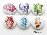 Colorful Anatomy MAGNETS skull anatomical heart medical science skeleton biology-Art Altered