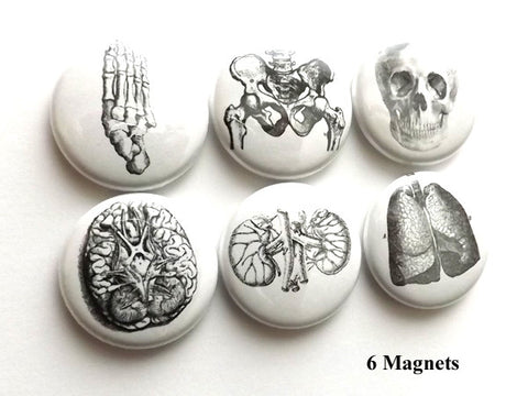 Human Body MAGNETS anatomy medical science skull brain anatomical-Art Altered