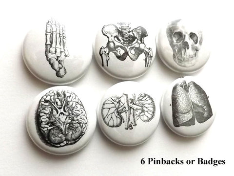 Human Body PINBACK BUTTONS pins badges anatomy brain anatomical heart medical-Art Altered