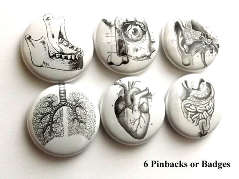 Human Anatomy PINBACK BUTTONS pins badges anatomical heart medical body-Art Altered