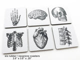 Anatomical Theme 3.5" neoprene human body medical gift skeleton skull brain-Art Altered