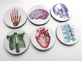 Colorful Anatomy Gift Coasters nurse practitioner physician assistant doctor human body medical skull brain anatomical heart-Art Altered