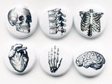 Human Anatomy flair Magnet Button Pin Badges Coaster teacher gifts brain skull science anatomical heart geekery stocking stuffer party goth-Art Altered