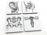 Female Anatomy drink coasters uterus ovaries pelvis reproduction gynecology gynecologist gift nurse physician assistant breast fetus baby-Art Altered