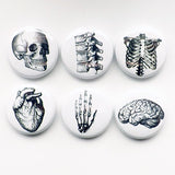 Human Anatomy teacher gift Magnets brain skull anatomical heart vertebrae body geekery pins stocking stuffer brain party favors medical goth-Art Altered