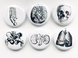 Anatomy Magnets set of 18 gift set white coat ceremony medical school graduation doctor nurse physician assistant surgeon student goth decor-Art Altered