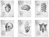 Medical Anatomy Prints set of six unframed anatomical heart brain spine skull hand ribcage graduation gift white coat ceremony doctor goth-Art Altered
